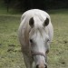 asparn10_156