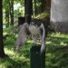 duernkrut_105