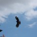 mini-IMG_5369
