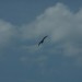 rosenburg_050