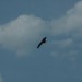 rosenburg_051