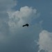 rosenburg_052