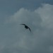 rosenburg_053