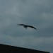 rosenburg_054