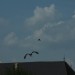 rosenburg_056