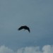 rosenburg_058