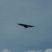 rosenburg_059
