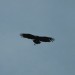 rosenburg_060