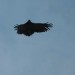 rosenburg_061