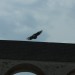 rosenburg_063