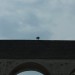 rosenburg_064