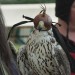 rosenburg_073