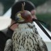 rosenburg_074