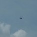 rosenburg_077