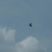 rosenburg_078