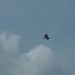 rosenburg_079