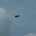 rosenburg_082