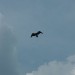 rosenburg_083