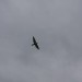 rosenburg_108