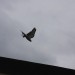 rosenburg_109