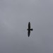rosenburg_122