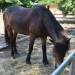 mini-IMG_0722