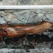 mini-IMG_8028