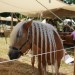 mini-IMG_9848