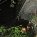 mini-IMG_4006
